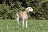 SALUKI 028